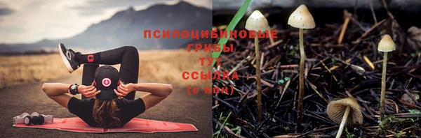 эйфоретик Кукмор