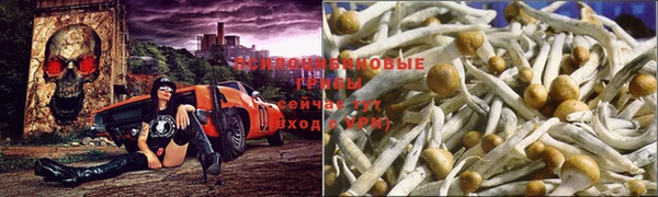 эйфоретик Кукмор